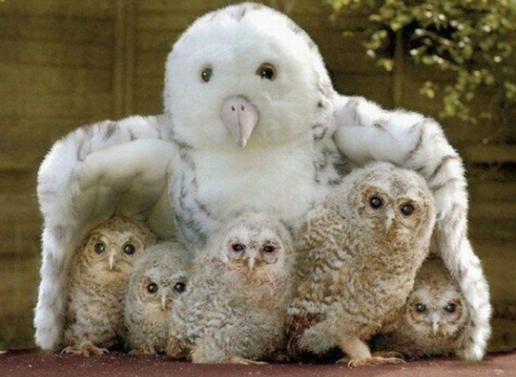 Onder ouders vleugels