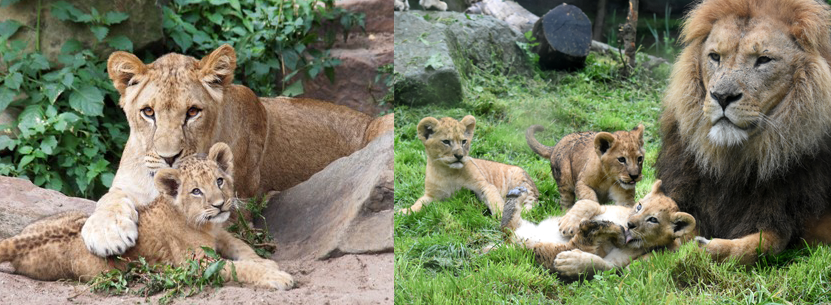 lions welps herverbinden