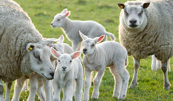 schapen herverbinden